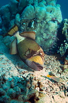 Titan triggerfish {Balistoides viridescens} Andaman Sea, Thailand
