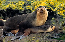 Subantarctic fur seals mating {Arctocephalus tropicalis} Amsterdam Is,