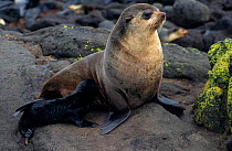 Subantarctic fur seal suckling young {Arctocephalus tropicalis} Amsterdam Is,