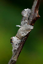Sallow kitten moths mating {Cerula / Furcula furcula} Yorkshire, England