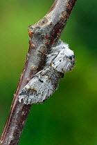 Sallow kitten moth {Cerula / Furcula furcula} Yorkshire, England