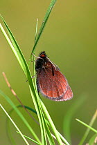 Mountain ringlet butterfly {Erebia epiphron} Cumbria, England