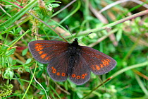 Mountain ringlet butterfly {Erebia epiphron} Cumbria, England