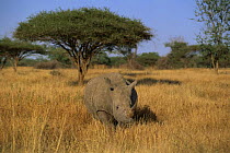 White rhinoceros in landscape (Ceratotherium simium) Mkhaya, Swaziland