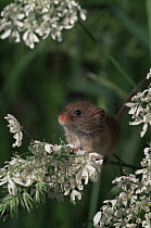 Harvest mouse {Micromys minutus} England