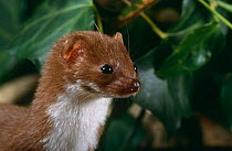 Weasel portrait {Mustela nivalis} captive