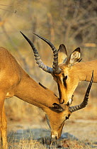 Male Black faced impala {Aepyceros melampus petersi} mutual grooming, Etosha NP, Namibia, Southern Africa