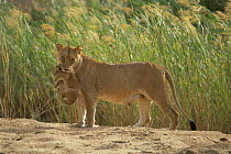 Lioness carrying 2-month cub {Panthera leo} Mala Mala Game Reserve, South Africa