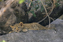 Leopard cub, 2 months old, resting on rock (Panthera pardus) Mala Mala GR, South Africa