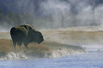Lone Bison in mist by Firehole river {Bison bison} Yellowstone NP, Wyoming, USA