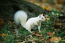 Albino Grey squirrel {Sciurus carolinensis} USA