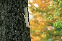 Albino Grey squirrel climbing {Sciurus carolinensis} USA