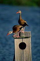 Black bellied whistling duck pair at nestbox {Dendrocygna autumnalis} Texas, USA