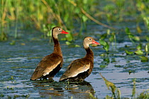 Black bellied whistling duck pair {Dendrocygna autumnalis} Texas, USA