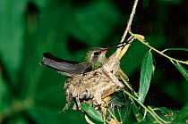 Broad billed hummingbird on nest {Cynanthus latirostris} Arizona, USA