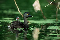 Least grebe carrying chick on back {Tachybaptus dominicus} Texas, USA