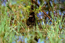 Least grebe on nest {Tachybaptus dominicus} Texas, USA