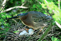 Green heron with eggs on nest {Butorides virescens} Mexico