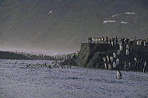 King penguins crossing river {Aptenodytes patagoni} St Andrews Bay, South Georgia