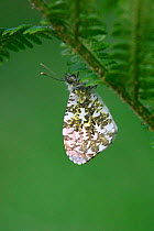 Male Orange tip butterfly {Anthocharis cardamines} resting on fern. England