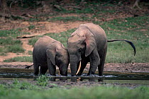 Two forest elephants at mineral lick {Loxodonta africana} Obandas Bai / forest clearing, DR Congo