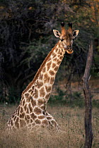 Male South African / Cape giraffe (Giraffa camelopardalis giraffa) Mala Mala GR South Africa