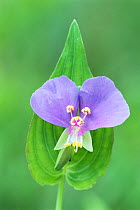 RF- Erect Dayflower (Commelina erecta). Palmetto State Park, Texas, USA. (This image may be licensed either as rights managed or royalty free.)