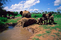 African elephants bathing in mud {Loxodonta africana} Samburu Kenya
