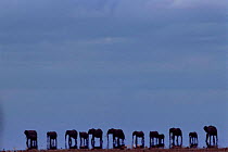 Silhouette of African elephants in heat haze {Loxodonta africana} Amboseli,