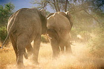 African elephant sniffs female prior to mating {Loxodonta africana} Kenya