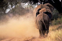 African elephants walking away creating dust cloud {Loxodonta africana} Kenya