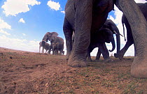 Ground level view of African elephants walking {Loxodonta africana} Kenya