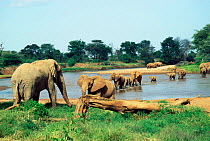 African elephant herd crossing river watched by matriarch {Loxodonta africana}