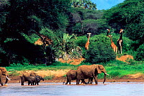 African elephants crossing river {Loxodonta africana} with Giraffes in forest behind. Kenya