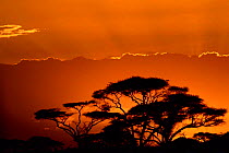 Acacia trees silhouette at sunset, Kenya