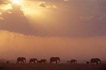 African elephants walking in haze, with sun rays behind, Kenya {Loxodonta africana}