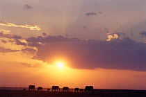 African elephant walking at sunset {Loxodonta africana} Keny