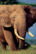 African elephant feeding, ears flapping {Loxodonta africana} Kenya
