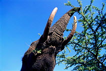High angle shot of African elephant reaching up to feed {Loxodonta africana} Kenya