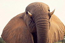 High angle shot of African elephant {Loxodonta africana} Kenya
