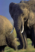 African elephant grazing {Loxodonta africana} Kenya