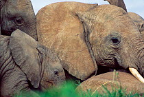 Close up of African elephant heads {Loxodonta africana} Kenya