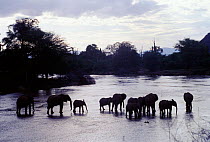 African elephants drinking at river at dusk {Loxodonta africana} Kenya