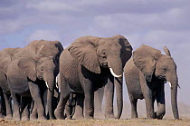 African elephant herd walking {Loxodonta africana} Kenya