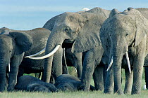 African elephant herd with young resting {Loxodonta africana} Kenya
