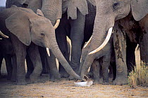 African elephants sniffing broken tusk {Loxodonta africana} Kenya