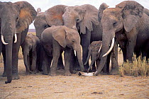 African elephants sniffing broken tusk {Loxodonta africana} Kenya
