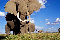 Ground level shot of African elephant {Loxodonta africana} Kenya