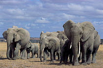 African elephant herd walking {Loxodonta africana} Amboseli, Kenya