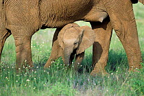 African elephant baby under mother {Loxodonta africana} Kenya